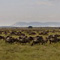 Great Migration, Masai Mara