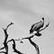 Vulture, Kruger National Park