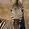 Zebra, Kruger National Park