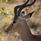 Impala, Kruger National Park