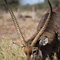 Waterbuck, Kruger National Park