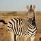 Zebra, Kruger National Park