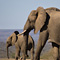 Elephants, Kruger National Park
