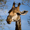 Giraffe, Kruger National Park
