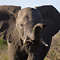 Elephant, Kruger National Park