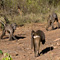 Baboon Troop, Mangab Nature Preserve