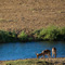 Impalas, Kruger National Park