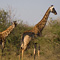 Giraffes, Kruger National Park