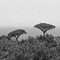 Twin Trees, Sorrento