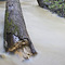 Los Trancos Creek, Portola Valley, CA