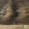 Alamere Falls Runoff, Point Reyes, CA